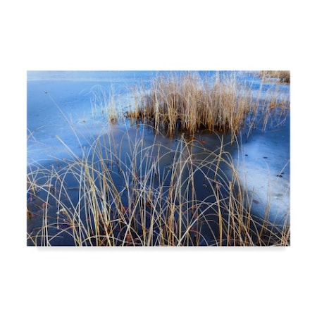 Anthony Paladino 'Bull Rush And Reeds In Ice Mendon Ponds' Canvas Art,30x47